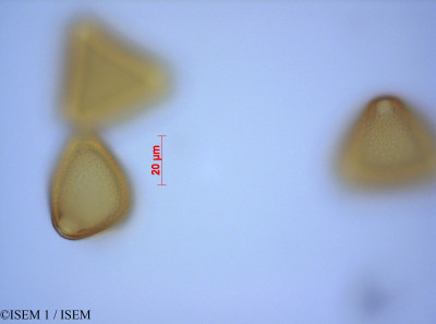 ISEM 1/Leucadendron_rubrum_27563/Leucadendron_rubrum_27563_0001(copy)_thumb.jpg